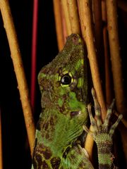 Anolis princeps