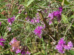 Lessingianthus rubricaulis
