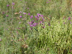 Lessingianthus rubricaulis