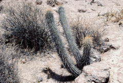 Loxanthocereus hystrix