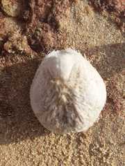Spatangoida