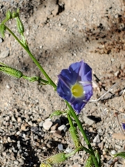 Ipomoea barbatisepala