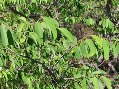 Pseudolachnostylis maprouneifolia
