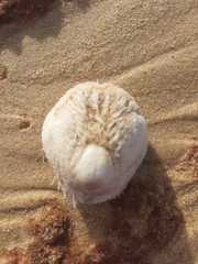 Spatangoida