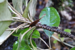 Brachyglottis buchananii