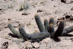 Loxanthocereus hystrix