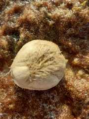 Spatangoida