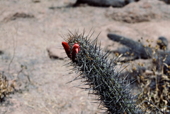 Loxanthocereus hystrix