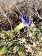 Ipomoea barbatisepala