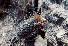 Loxanthocereus hystrix