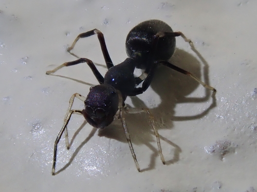 Sympolymnia lauretta