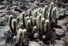 Oreocereus leucotrichus