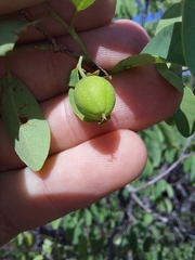 Pseudolachnostylis maprouneifolia