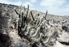 Oreocereus leucotrichus