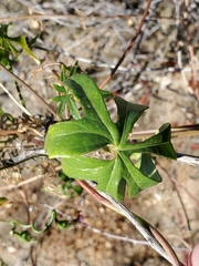 Ipomoea barbatisepala