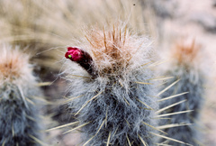 Oreocereus leucotrichus