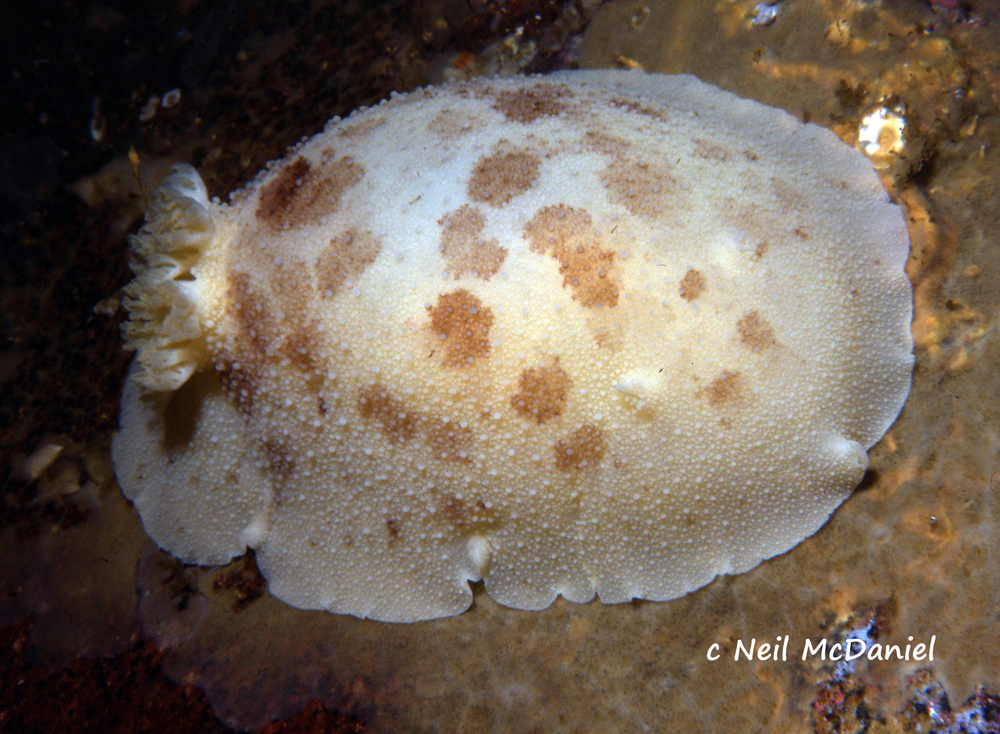 Freckled Dorid