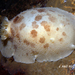Freckled Dorid - Photo (c) Neil McDaniel, some rights reserved (CC BY-NC), uploaded by Neil McDaniel