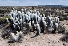 Oreocereus ritteri