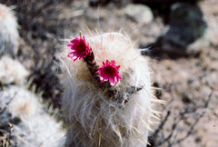 Oreocereus ritteri