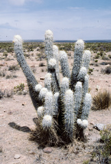 Oreocereus leucotrichus