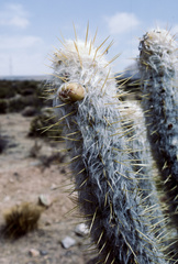 Oreocereus leucotrichus
