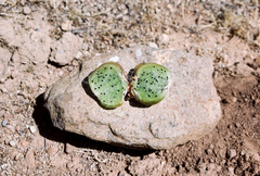 Oreocereus leucotrichus