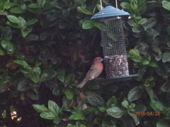 Haemorhous mexicanus