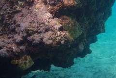 Stephanolepis diaspros