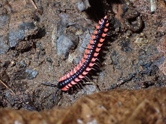 Helicorthomorpha
