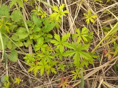 Potentilla flagellaris