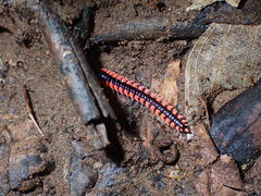 Helicorthomorpha