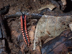 Helicorthomorpha