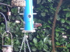 Haemorhous mexicanus