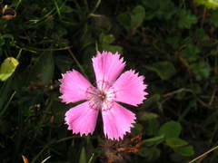 Dianthus alpinus