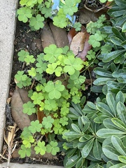 Oxalis californica