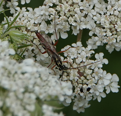 Lissonota cruentator