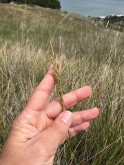 Calamagrostis ophitidis