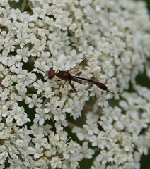 Gasteruption hastator