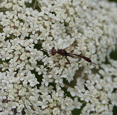 Gasteruption hastator