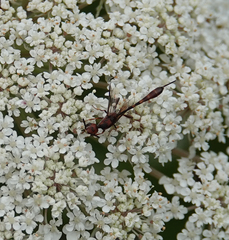 Gasteruption hastator