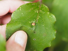 Craneiobia tuba