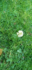 Trifolium repens