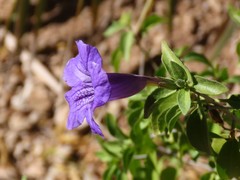 Ruellia californica