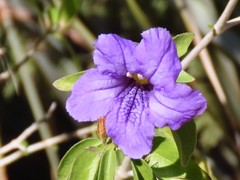 Ruellia californica