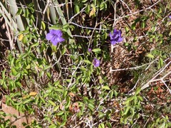 Ruellia californica