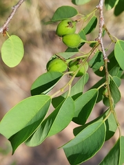 Pseudolachnostylis maprouneifolia