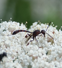 Gasteruption hastator