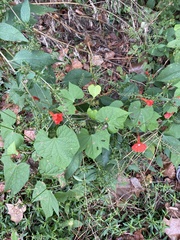 Ipomoea hederifolia
