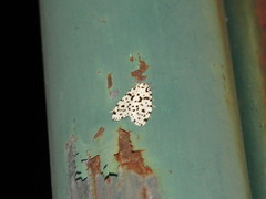 Clemensia leopardina